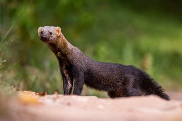 Fototapeta premium Tayra photographed in Sooretama Biological Reserve in Linhares, Espirito Santo, Brazil. Picture made in 201