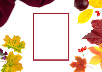 Dry colorful leaves on a white background. Copy space.