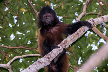 Crested capuchin photographed in Sooretama Biological Reserve in Linhares, Espirito Santo, Brazil. Picture made in 2013.