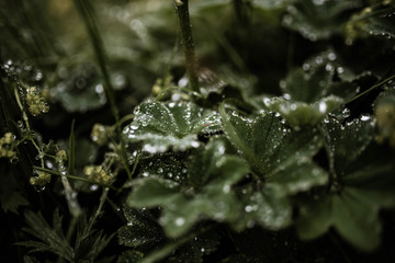 raindrops on green leaves