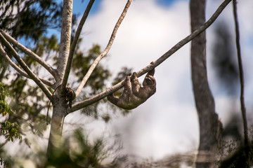 Brown throated sloth photographed in Sooretama Biological Reserve in Linhares, Espirito Santo,...