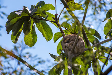 Brown throated sloth photographed in Sooretama Biological Reserve in Linhares, Espirito Santo,...