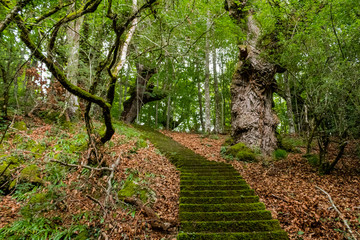 rural stairs built of wood and stone, made in the Basque country