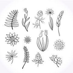 Set of hand-drawn doodle floral elements. Doodle botanical elements.Vector graphics. - 293673001