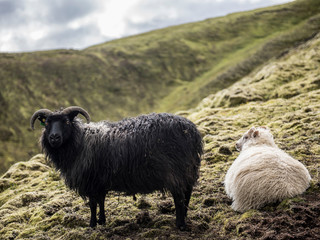 Sheep peched on the hills above Landmannalaugar Valley in Iceland