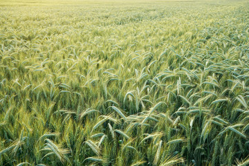 Field with unripe green wheat - abstract agriculture background