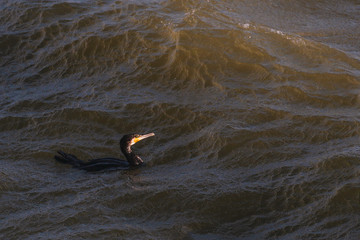 Fototapeta premium Cormorant on the waves at sunset. Cormorant during the storm.