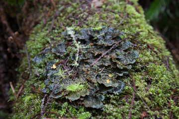 Lichen on a log