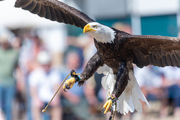 Close up of a bald eagle (haliaeetus leucocephalus) flying infront of a crowd of people in a...
