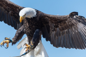 Close up of a bald eagle (haliaeetus leucocephalus) flying in a falconry demonstration.