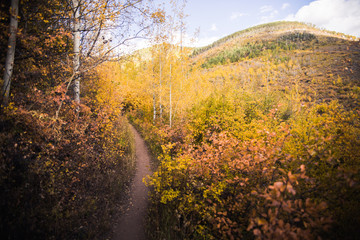 A trail in Vail, Colorado covered in fall foliage during autumn. 