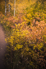 Fall foliage in Vail, Colorado. 