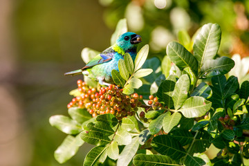 Green headed Tanager photographed in Linhares, Espirito Santo. Southeast of Brazil. Atlantic Forest Biome. Picture made in 2013.