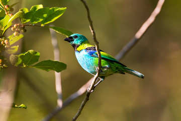 Green headed Tanager photographed in Linhares, Espirito Santo. Southeast of Brazil. Atlantic Forest Biome. Picture made in 2013.
