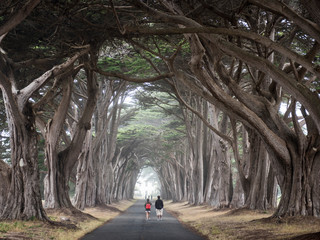 Couple walking through a corridore of cyprus trees