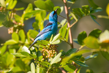 Blue Dacnis photographed in Linhares, Espirito Santo. Southeast of Brazil. Atlantic Forest Biome. Picture made in 2013.