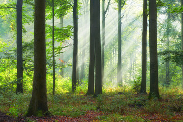 Beautiful morning in the forest © Piotr Krzeslak