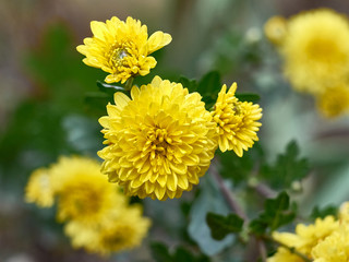 Beautiful yellow chrysanthemum flowers blooms in the garden.
