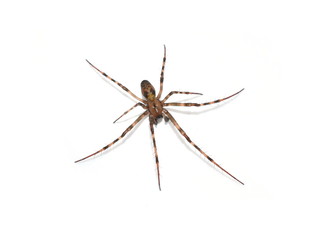 The european cave spider Meta menardi isolated on white background