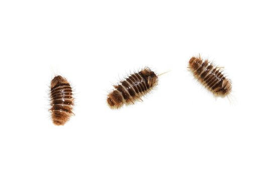 Several Anthrenus museorum museum beetles larva isolated on white background