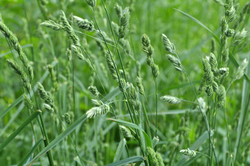 Flowering Dactylis glomerata