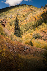Fototapeta premium Landscape view of the mountains in Vail, Colorado covered in fall foliage. 