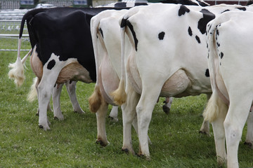 cows rear ends