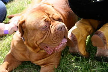 large dog