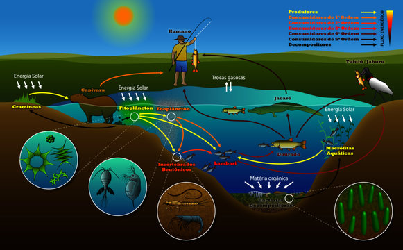 Ecossistema Aqu&aacute;tico 