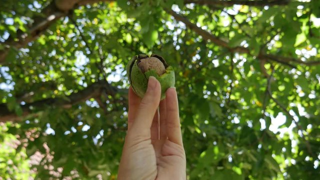 The left female hand holds a walnut fruit, in the background a walnut tree.The autumn season of harvest of nuts.