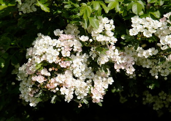 hawthorn flowers