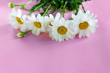 Flower composition of white chamomile on a pink background . Layout for Valentine's Day postcard