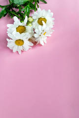 Fresh chamomile with green leaves on a pink background . Mothers Day
