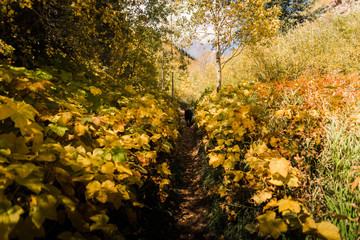 A leafy trail in Vail, Colorado during autumn. 