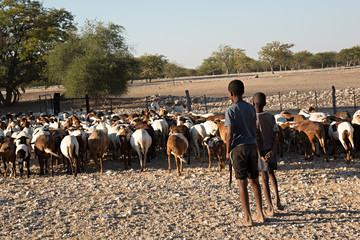 Niños con rebaño de cabras.