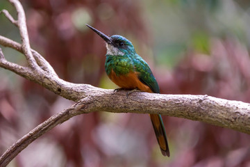 Rufous tailed Jacamar photographed in Linhares, Espirito Santo. Southeast of Brazil. Atlantic Forest Biome. Picture made in 2013.