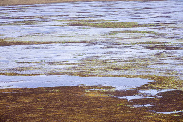 Macuco Lagoon photographed in Linhares, Espirito Santo. Southeast of Brazil. Atlantic Forest Biome. Picture made in 2013.