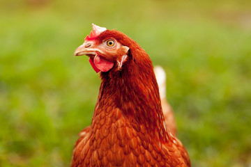 A happy hen on an organic farm - Chicken Portrait