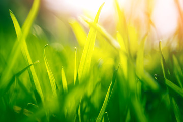 Green grass background with sun light at sunset
