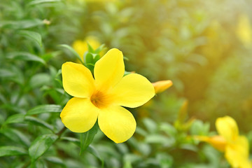 Golden trumpet flower at the garden with orange light in the morning.