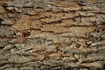 Closeup of tree bark skin for background.