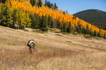 One man riding through the aspen trees with beautiful fall colors on a classic Colorado mountain bike ride, The Monarch Crest Trail.