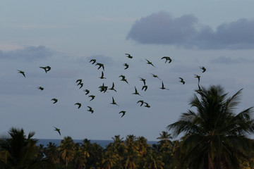 Pedras Port / Alagoas / Brazil. January, 21,2 018. Views of Patacho Beach in northeastern Brazil.