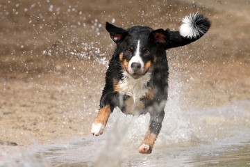 Hund springt dem Stöckchen hinterher ins Wasser