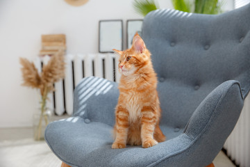 red cat sitting on a chair. Red cat Maine Coon