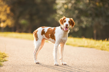 White and brown a Brittany spaniel outdoors at the park during summer, natural picture of the happy...