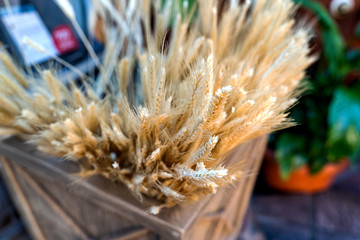 Ripe wheat barley as decoration