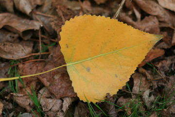 autumn background with one yellow leaf on green grass