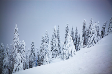 magical winter landscape with snowy firs in the mountains
