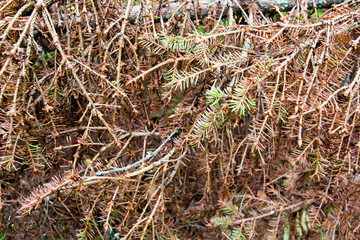Dry branches of spruce lie on the ground. Close-up.